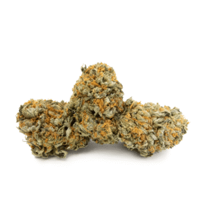 Mimosa - Image 4